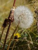 Taraxacum serotinum. Верхушки плодоносящих побегов. Оренбургская обл., Беляевский р-н, Донской сельсовет, Долгие Горы, степной склон. 5 сентября 2023 г.