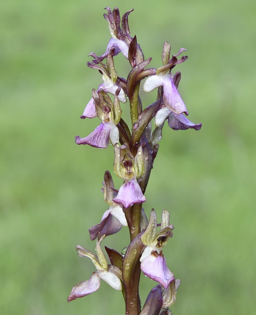 Image of Anacamptis collina specimen.