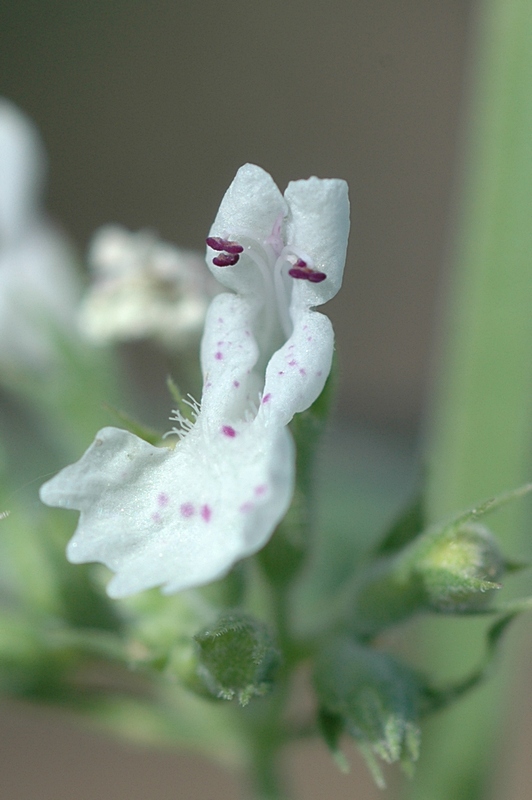 Image of Nepeta cataria specimen.