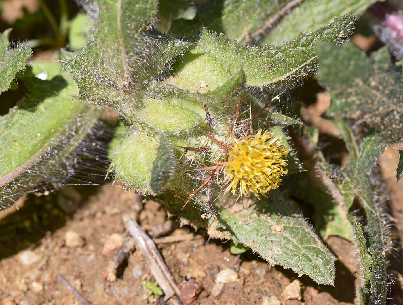 Image of Centaurea benedicta specimen.