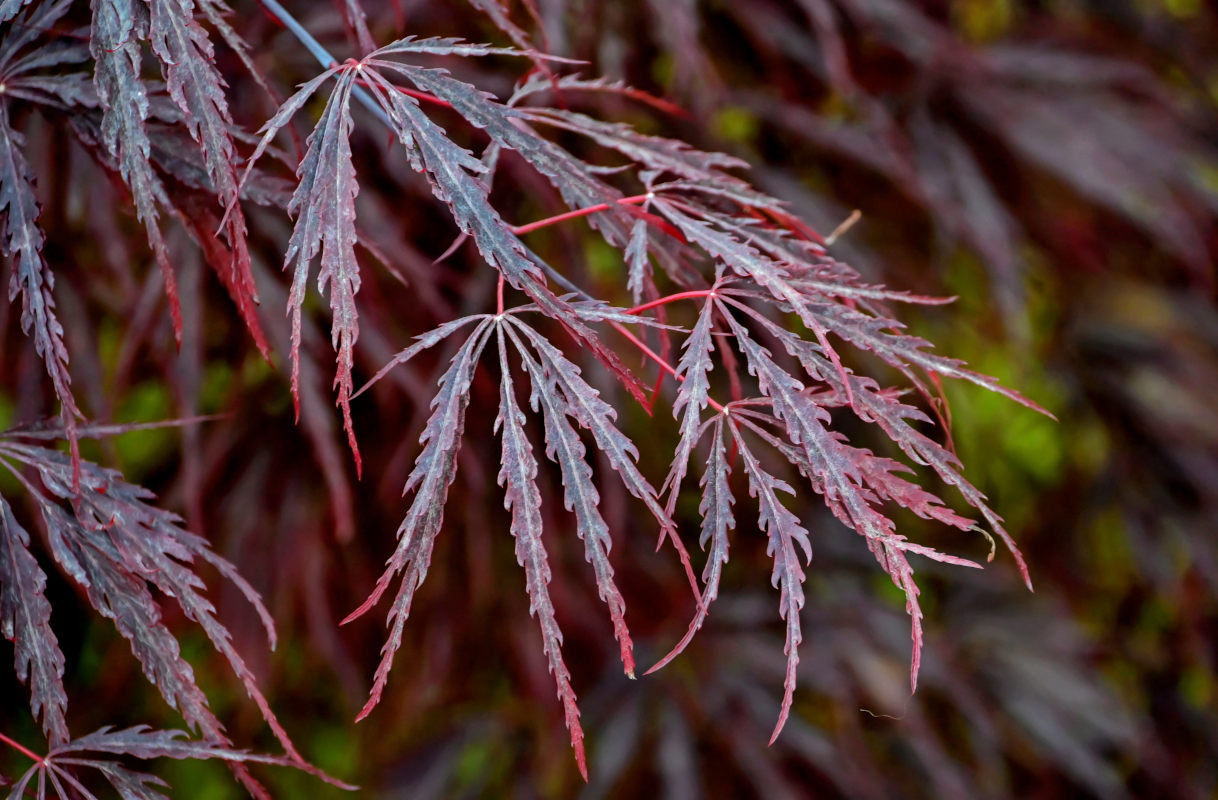 Image of Acer palmatum specimen.