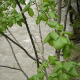 Tilia platyphyllos. Часть веточки с молодой листвой. Абхазия, Гудаутский р-н, Рицинский реликтовый национальный парк, долина р. Юпшара, широколиственный лес. 13.04.2024.