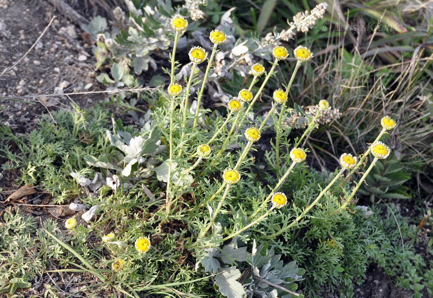 Изображение особи Chrysanthemum coreanum.