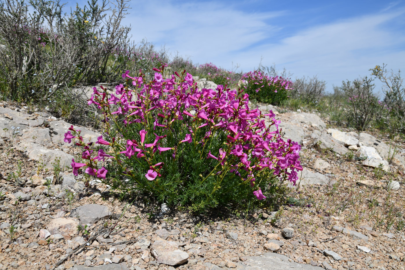 Image of Niedzwedzkia semiretschenskia specimen.