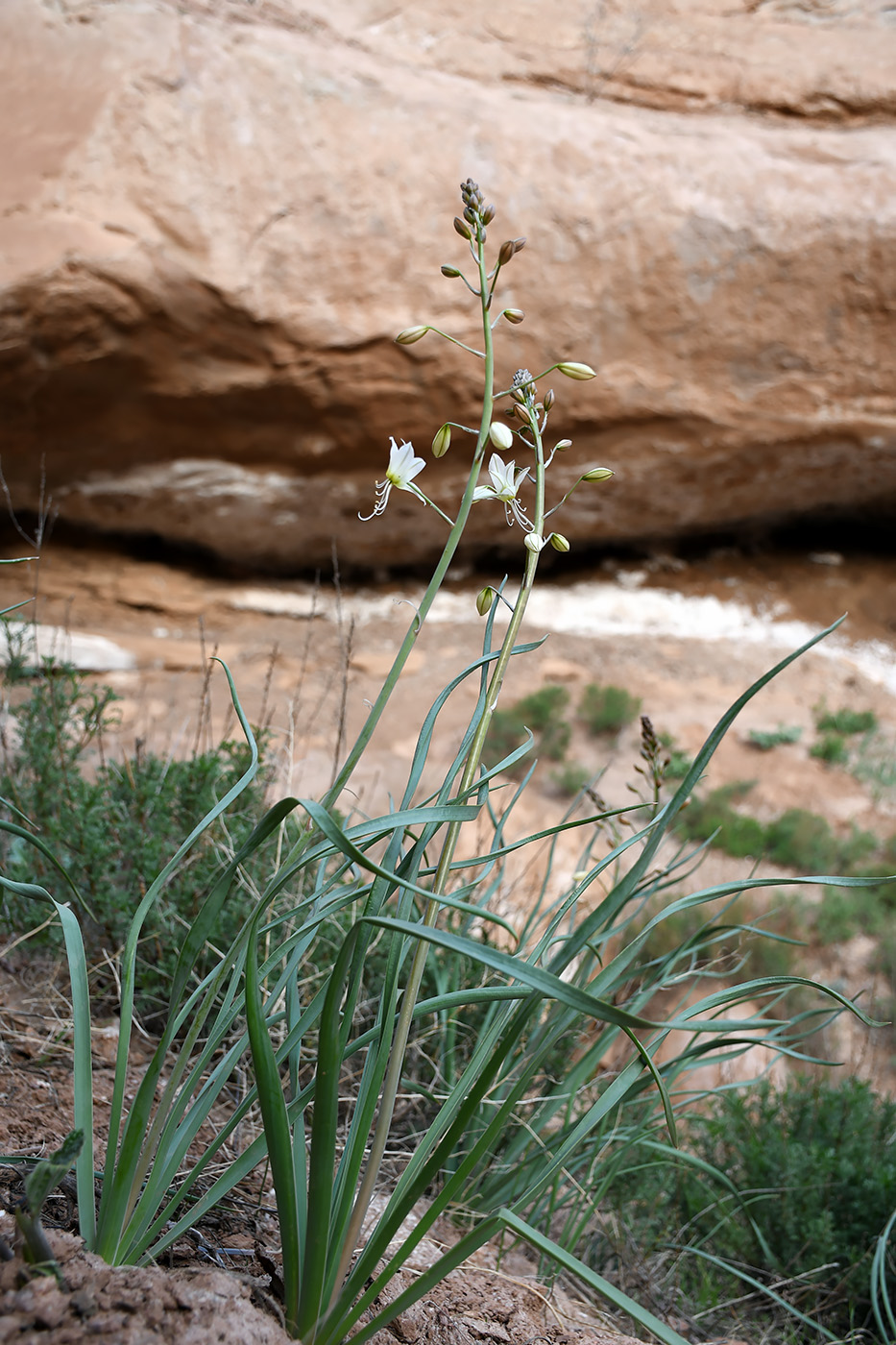 Image of Eremurus baissunensis specimen.