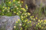 Trifolium campestre