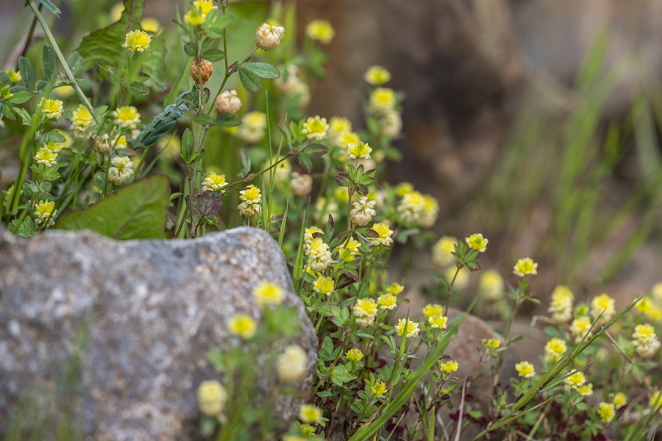 Изображение особи Trifolium campestre.