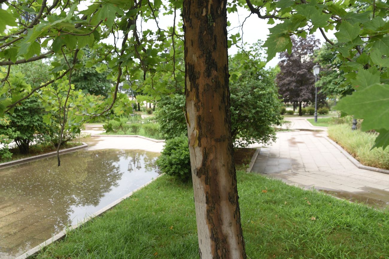 Image of genus Platanus specimen.