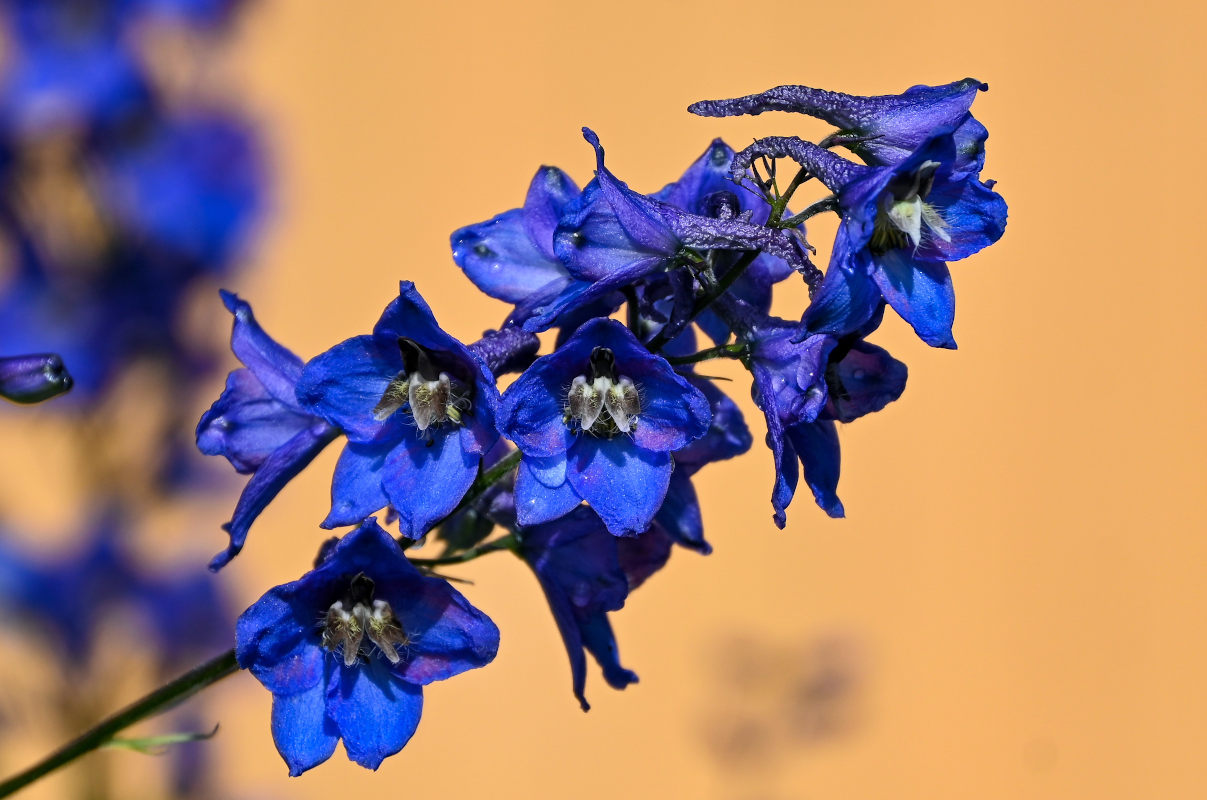 Изображение особи род Delphinium.