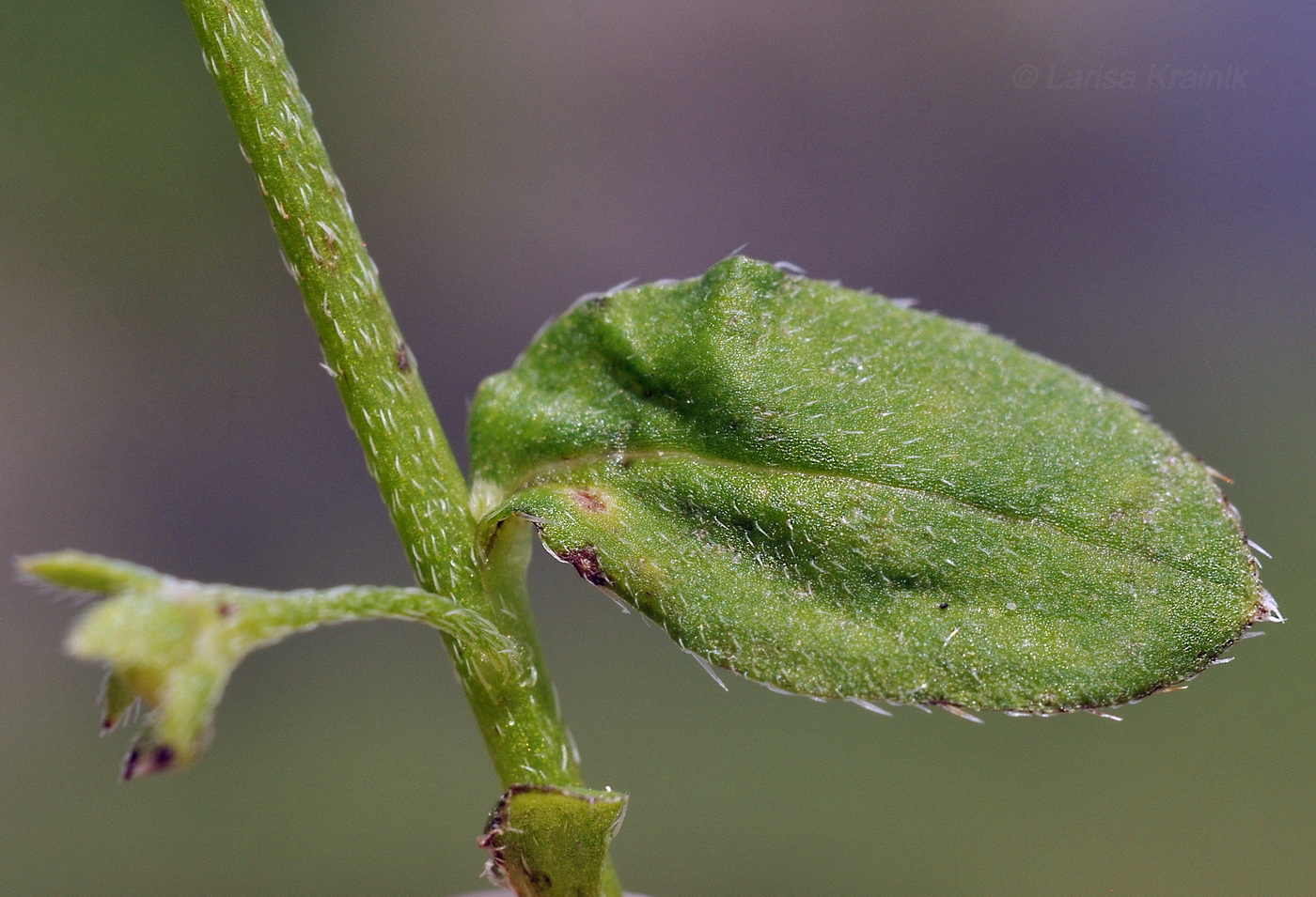 Изображение особи Trigonotis peduncularis.