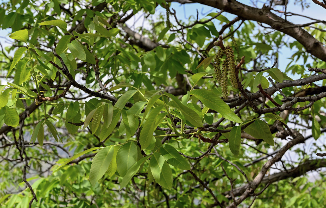 Image of Juglans regia specimen.