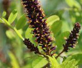 Amorpha fruticosa. Нижняя часть соцветия. Краснодарский край, Темрюкский р-н, окр. станицы Голубицкая, берег Азовского моря, песчано-ракушечный пляж, частично заросший. 09.06.2021.