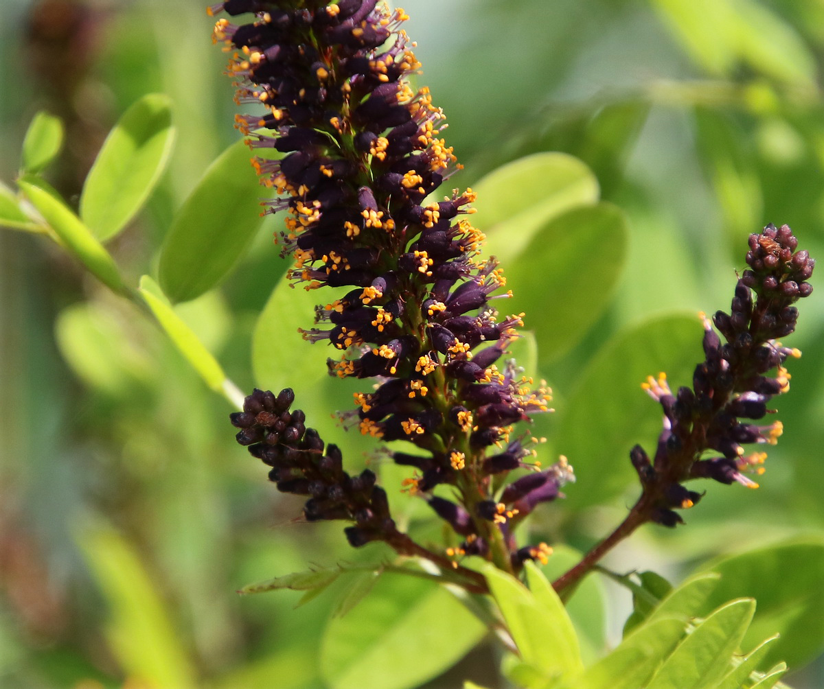 Image of Amorpha fruticosa specimen.