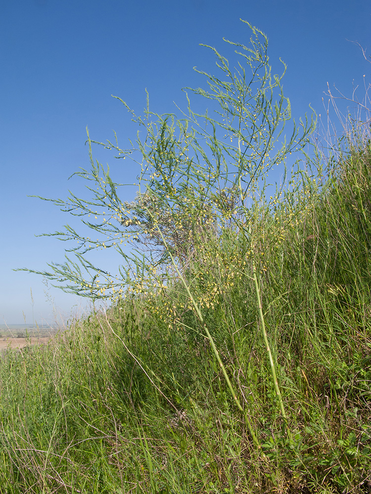 Изображение особи Asparagus litoralis.