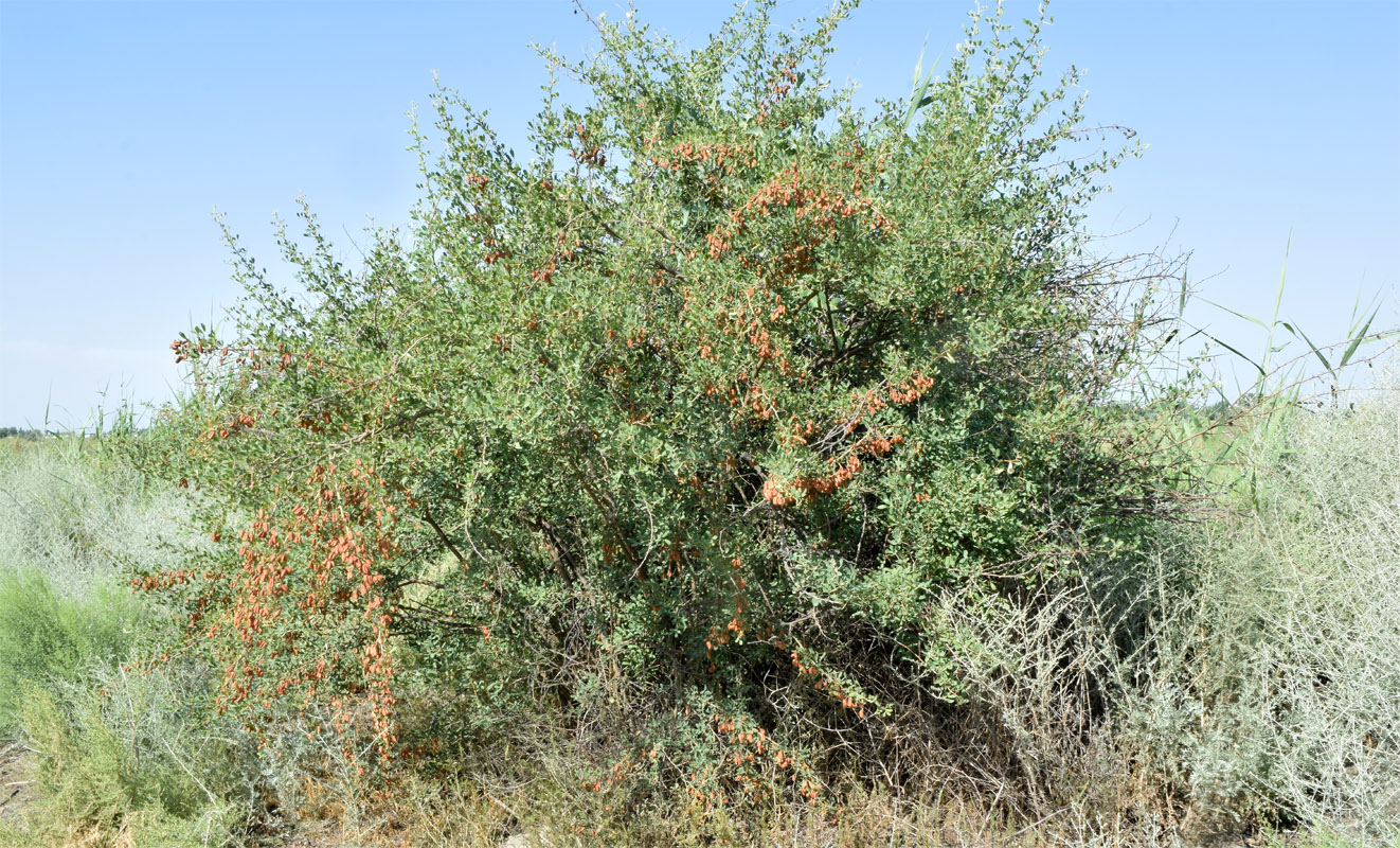 Изображение особи Halimodendron halodendron.