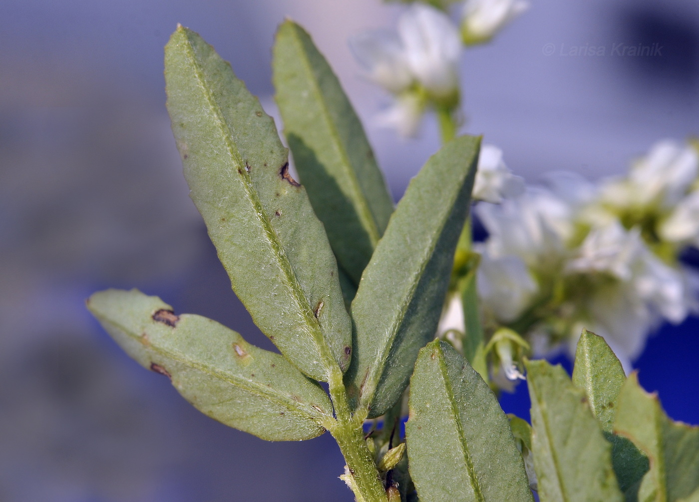 Image of Melilotus albus specimen.