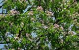 Albizia julibrissin