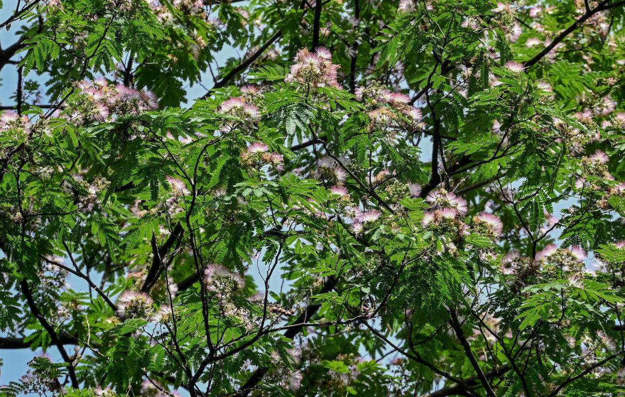 Image of Albizia julibrissin specimen.