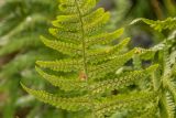 Dryopteris oreades