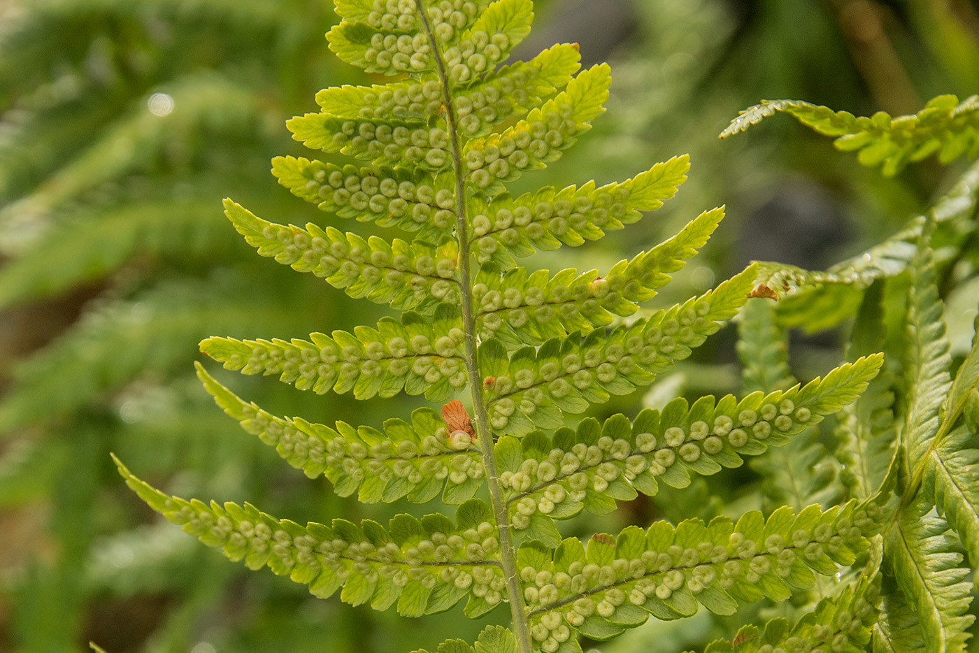 Image of Dryopteris oreades specimen.