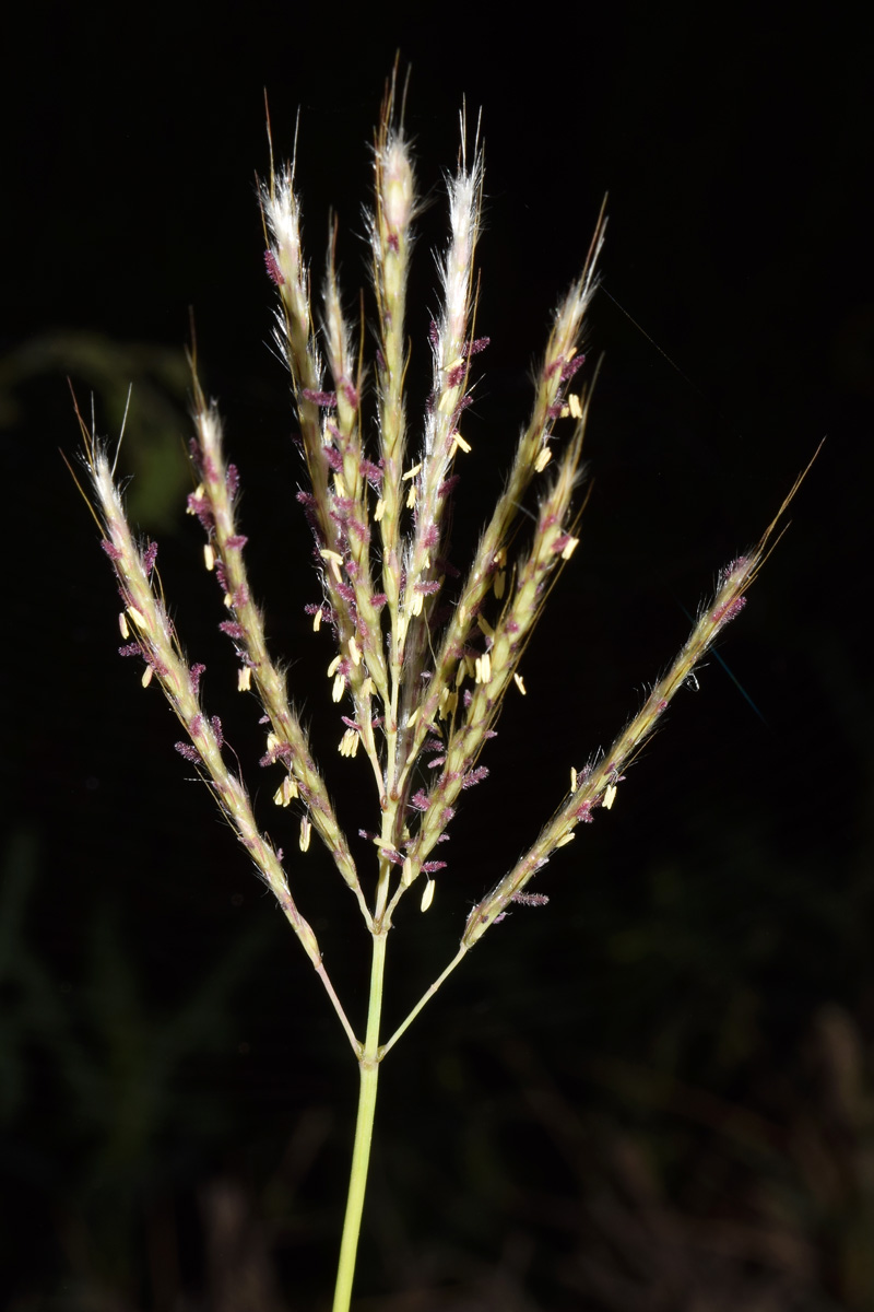 Image of Bothriochloa ischaemum specimen.