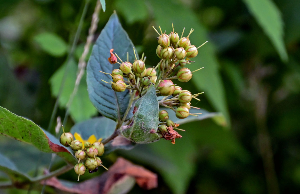 Изображение особи Lysimachia vulgaris.