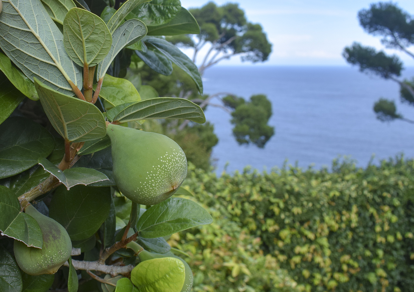 Image of Ficus pumila specimen.