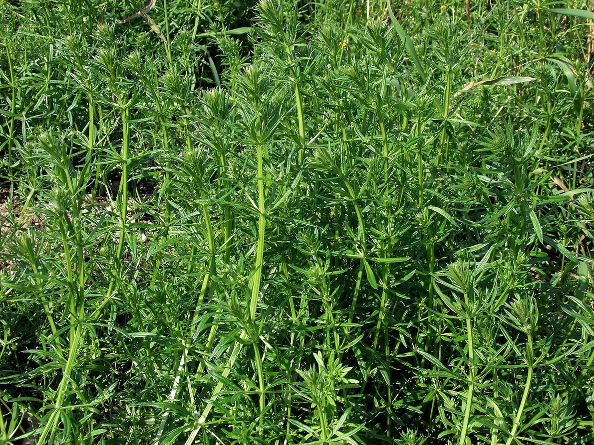 Image of Galium vaillantii specimen.