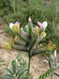 Astragalus neolipskyanus. Верхушка побега с соцветием. Казахстан, Туркестанская обл., Сырдарья-Туркестанский государственный региональный природный парк, Боралдайский филиал, ≈ 1150 м н.у.м., саванноидное сообщество. 16.05.2024.