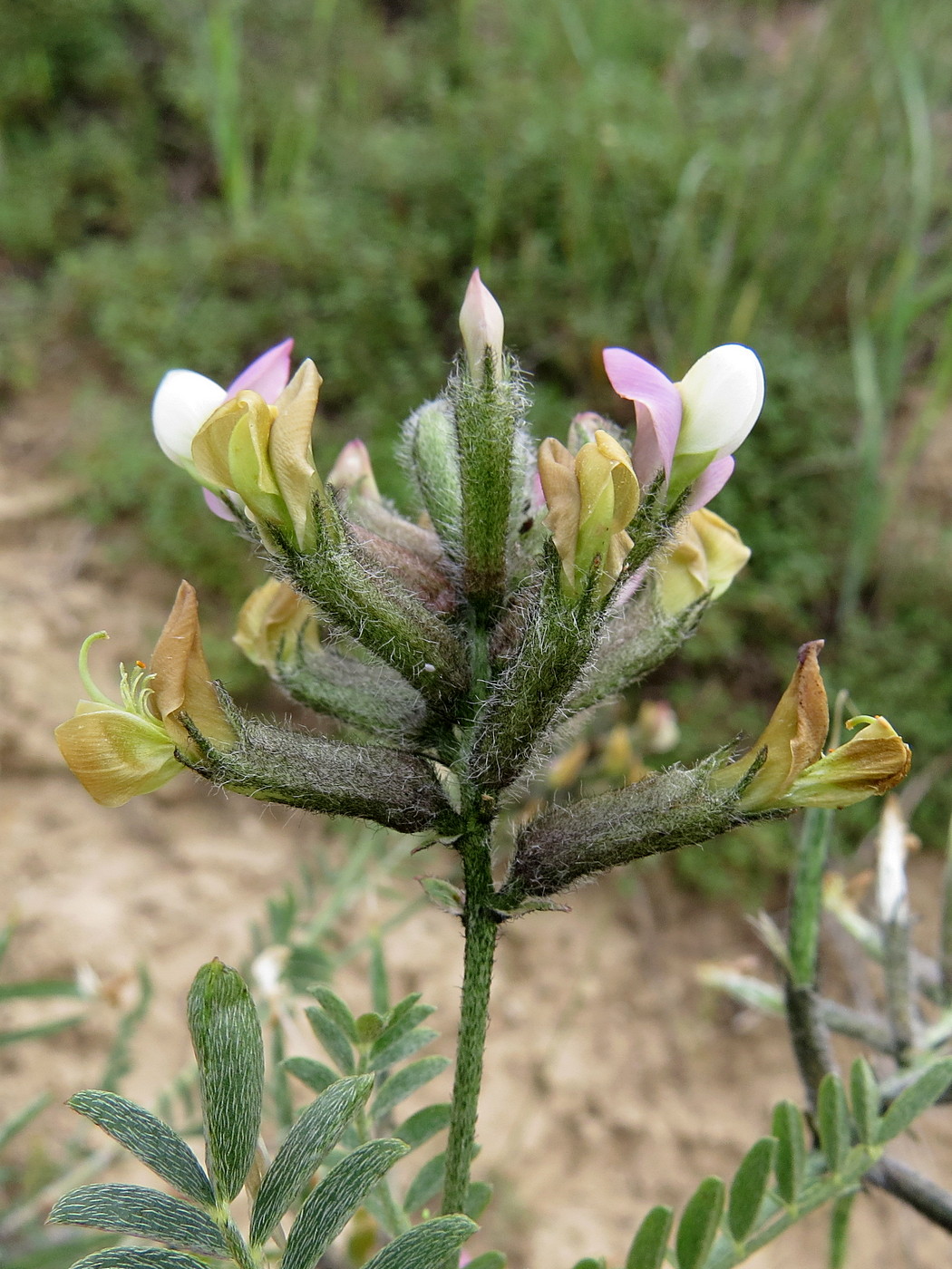 Изображение особи Astragalus neolipskyanus.