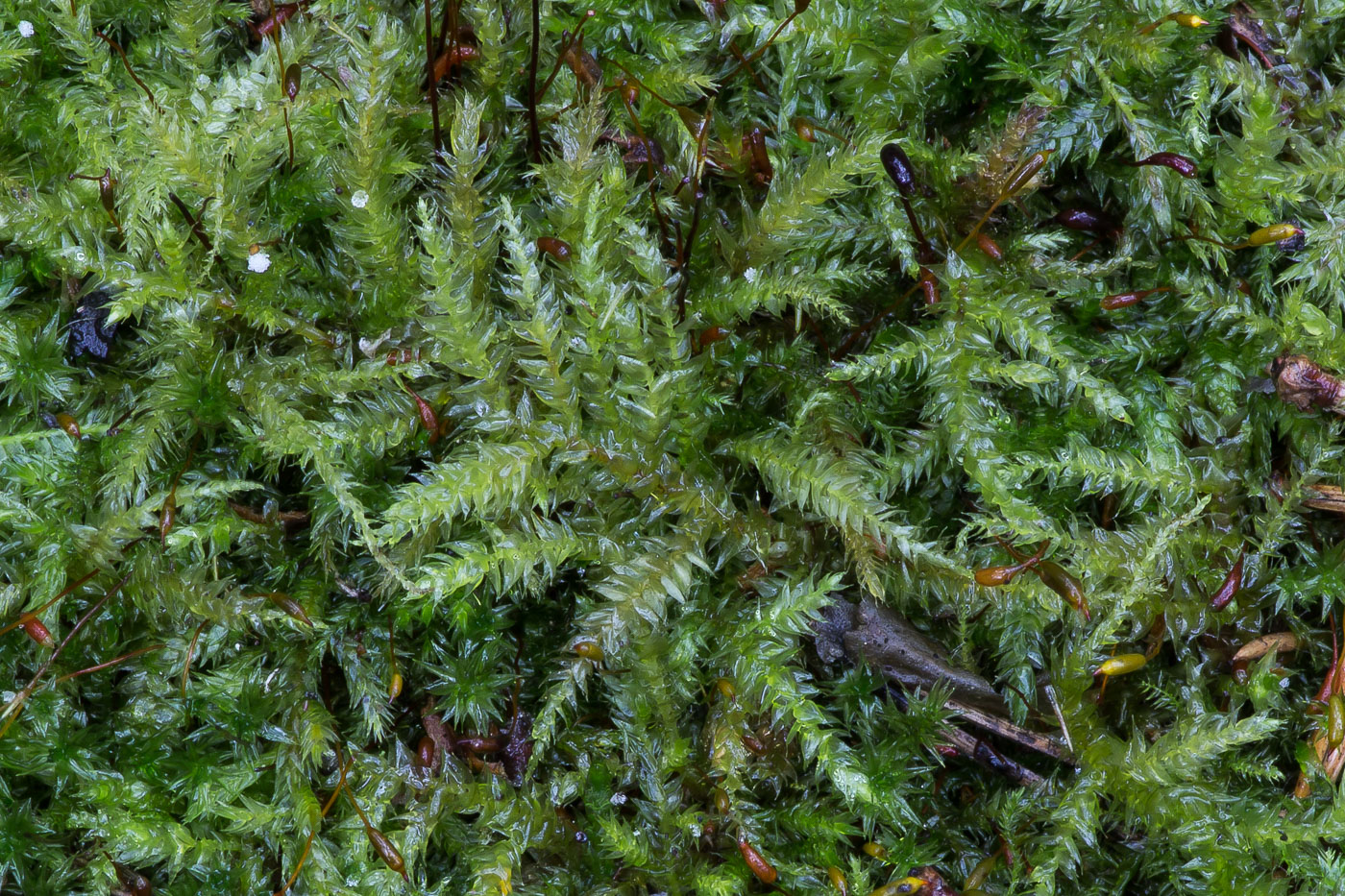 Изображение особи семейство Brachytheciaceae.