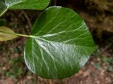 Hedera helix. Лист. Крым, Южный Берег, подсохшее русло р. Алака (Сотера). 30.05.2024.