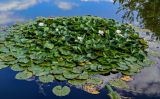 Nymphaea × marliacea. Цветущие растения. Московская обл., окр. г. Железнодорожный, дол. р. Чёрная, пруд, в культуре. 26.08.2024.