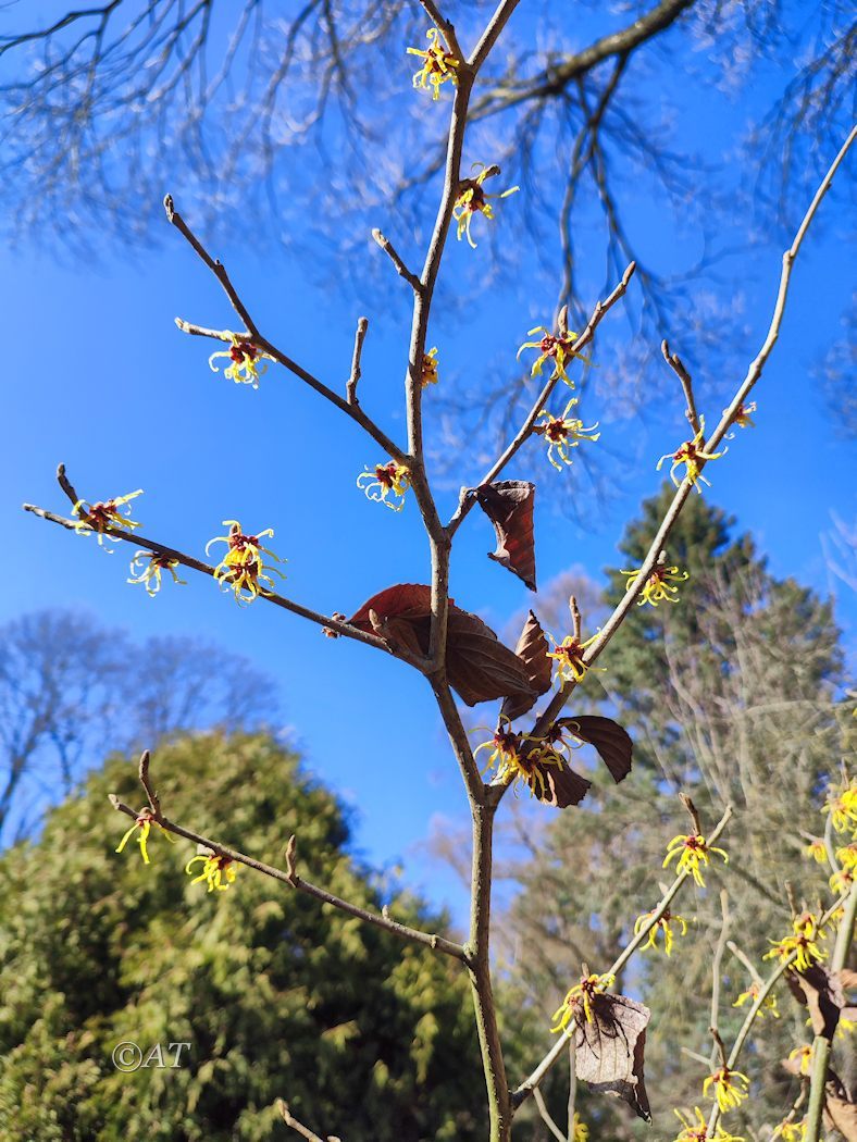 Image of Hamamelis vernalis specimen.