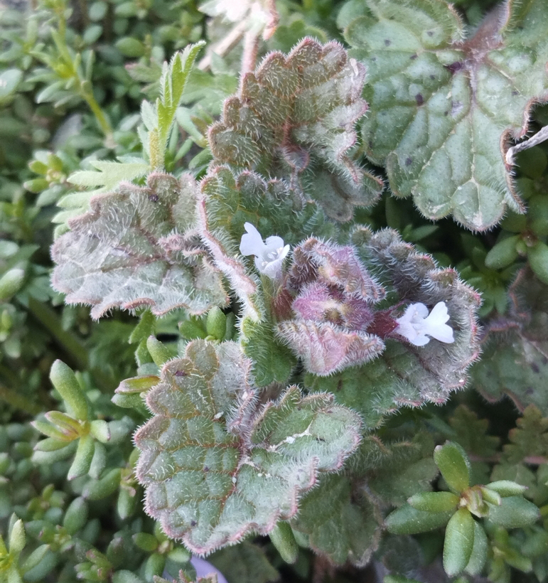 Изображение особи семейство Lamiaceae.