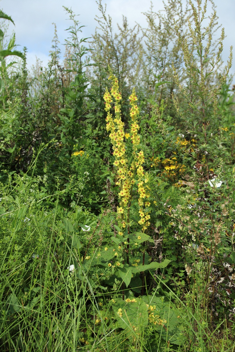 Изображение особи Verbascum nigrum.