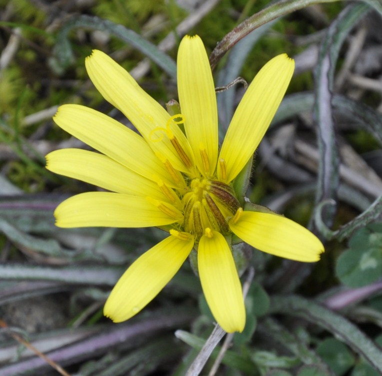 Image of genus Scorzonera specimen.