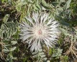 Смотреть изображение Psephellus declinatus разновидность albus