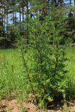 View full-size image Artemisia vulgaris