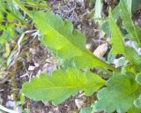 View full-size image Papaver oreophilum