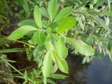 View full-size image Salix cinerea
