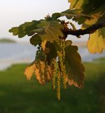 Quercus dentata. Ветвь с молодыми листьями и мужскими соцветиями. Приморский край, Хасанский р-н, окр. оз. Лотос. 20.05.2009.