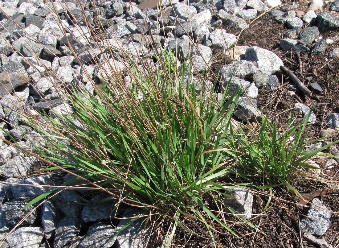 Изображение особи Agropyron pectinatum.