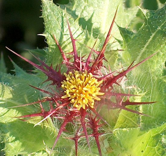 Изображение особи Centaurea benedicta.