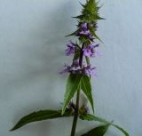 Stachys palustris. Соцветие. Новосибирская обл., Карасукский р-н, с. Благодатное, заболоченная поляна колка. 18.07.2011.