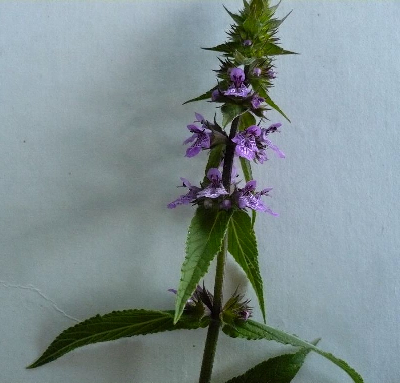 Изображение особи Stachys palustris.