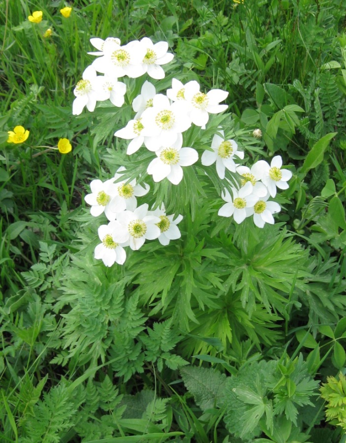 Image of Anemonastrum fasciculatum specimen.