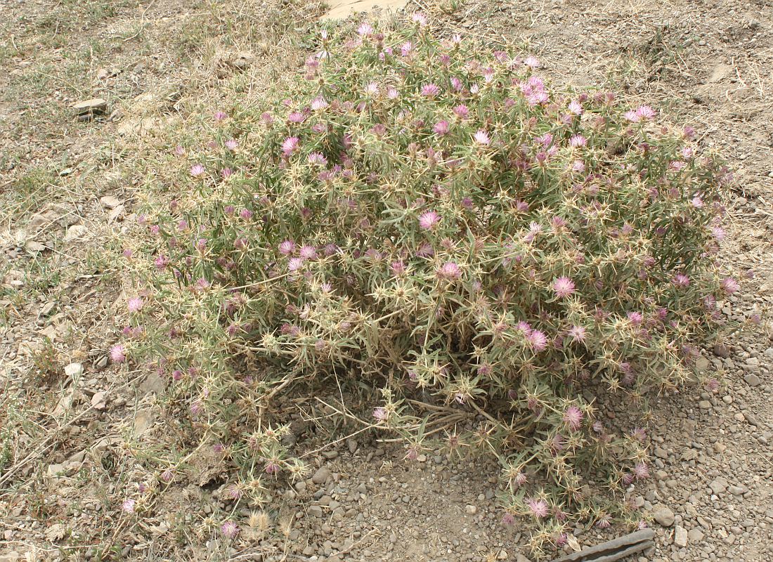 Изображение особи Centaurea calcitrapa.