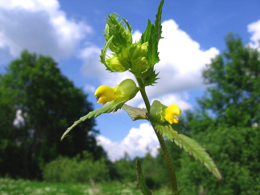 Изображение особи Rhinanthus vernalis.