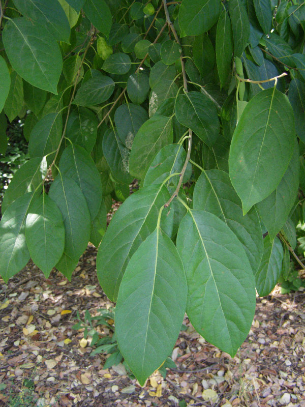 Листья хурмы фото как выглядят листья
